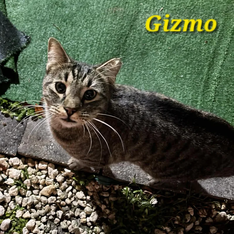 Gizmo