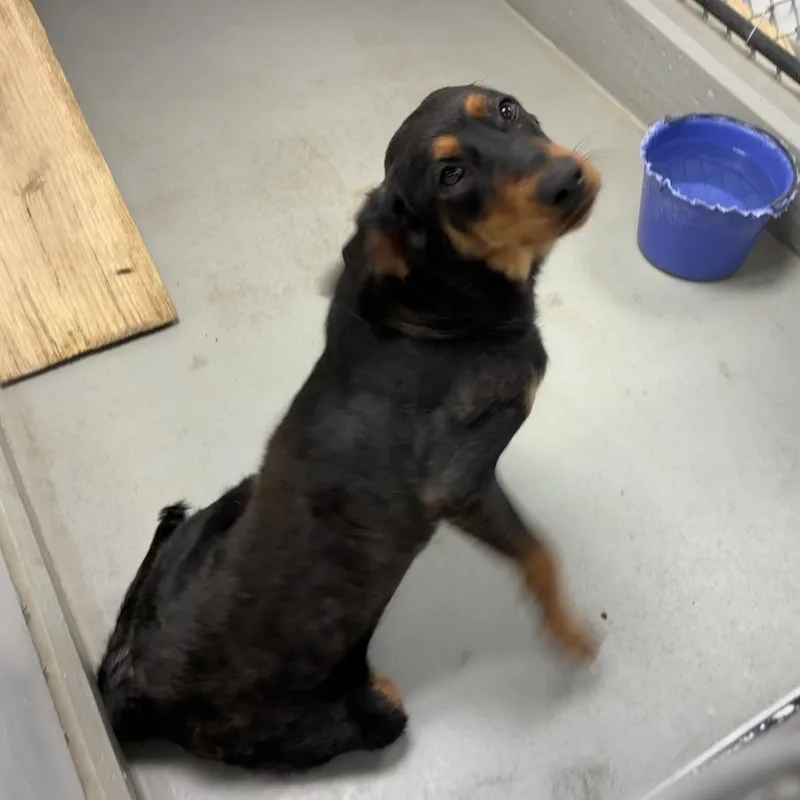 A young medium-sized female Black Shepherd dog named Smiley for adoption in Morganfield, KY