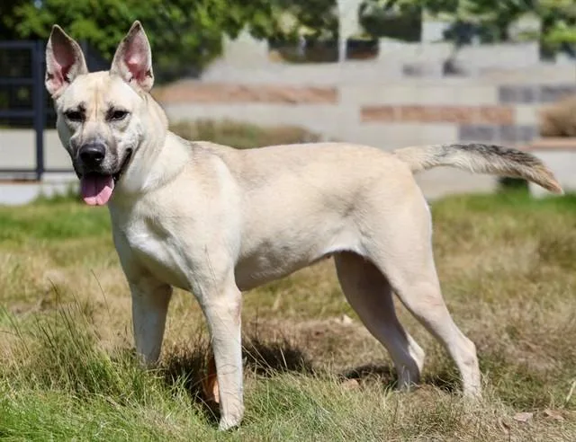 A young medium-sized female German Shepherd Dog dog named Maizey for adoption in San Luis Obispo, CA