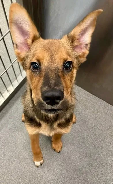 A young medium-sized male Mixed Breed dog named Guava for adoption in Dallas, TX