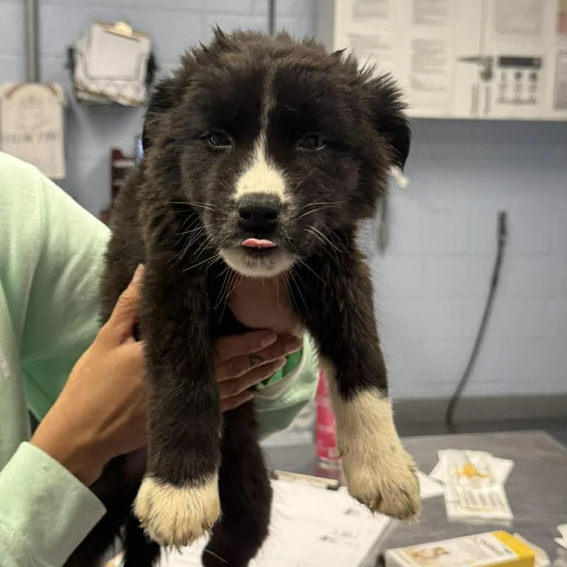 A baby medium-sized male Black Husky dog named Sinatra for adoption in Martinsville, VA