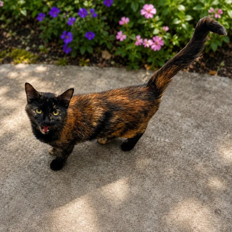 A young medium-sized female Domestic Short Hair cat named Alora for adoption in Pittsfield, IL