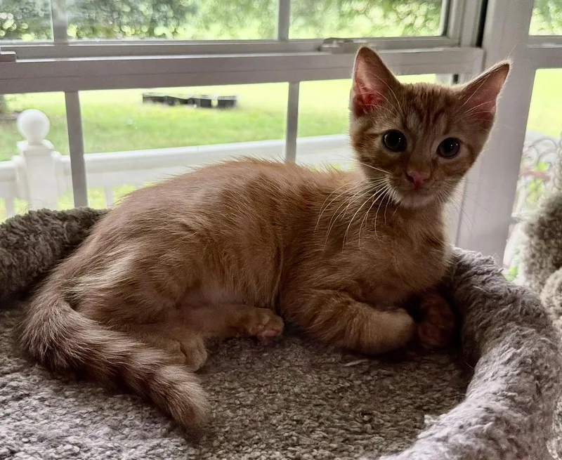 A baby medium-sized male Orange / Red Domestic Short Hair cat named Ziggy Seibold for adoption in Kansas City, MO