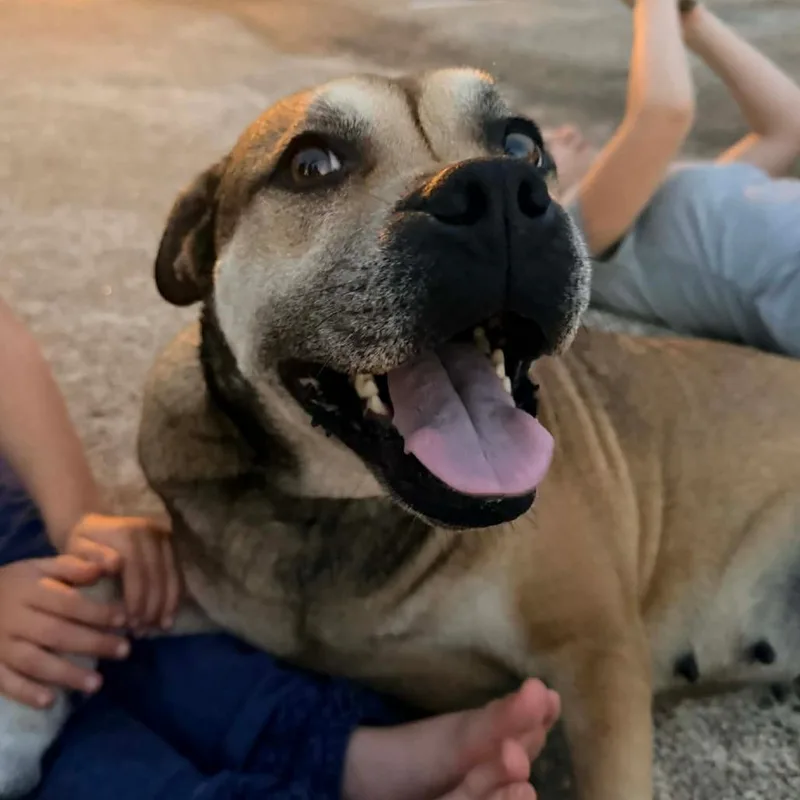 An adult large-sized female Brown / Chocolate Mixed Breed dog named Rosea for adoption in mount vernon, AR