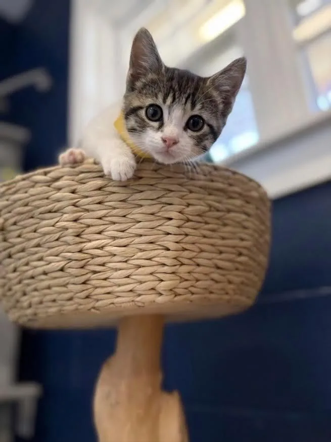 A baby medium-sized male Domestic Short Hair cat named Thomas for adoption in Athens, AL