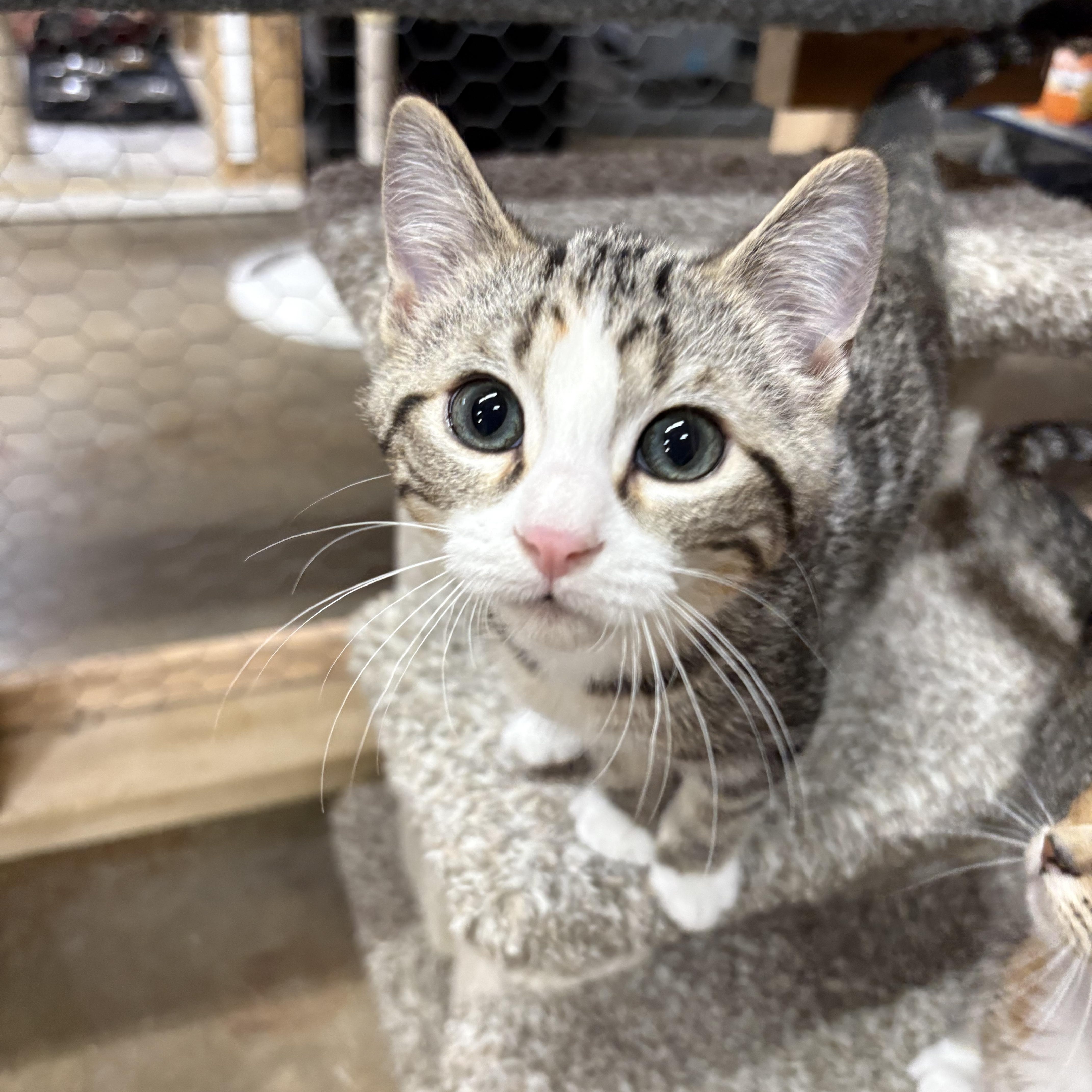 A baby small-sized female Calico Domestic Short Hair cat named Cherry for adoption in Faribault, MN