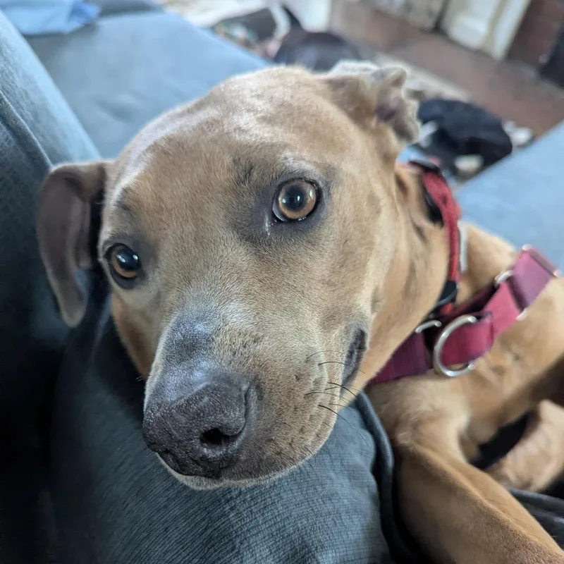 Penny