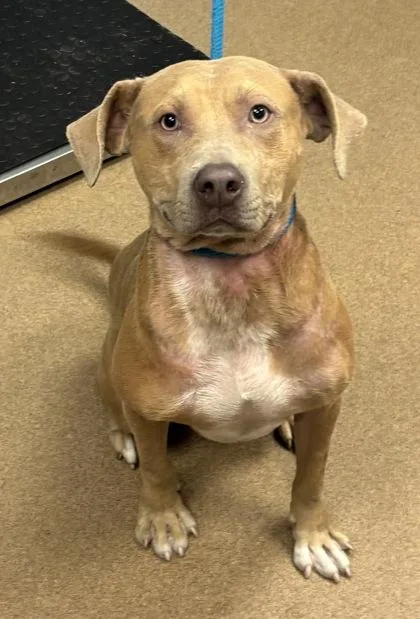 An adult large-sized male Mixed Breed dog named Hue Huffle for adoption in Chamblee, GA
