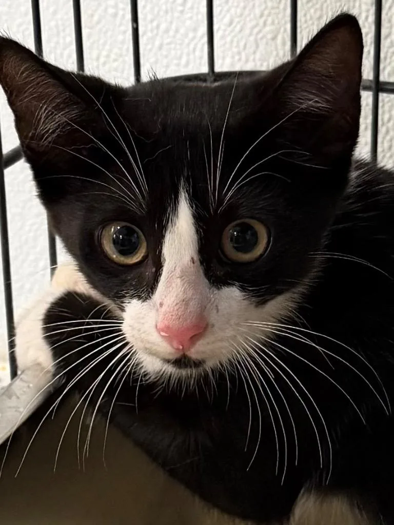 A baby small-sized female Tuxedo cat named Fidget for adoption in Brookhaven, MS