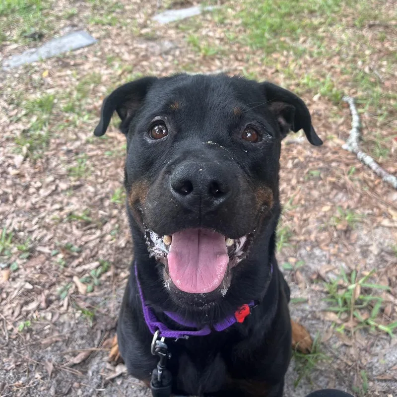 An adult large-sized female Black Mixed Breed dog named Chewie for adoption in Jacksonville, FL