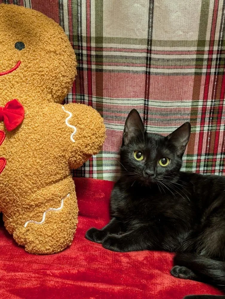 A young medium-sized female Black Domestic Short Hair cat named Misty for adoption in Greensboro, NC