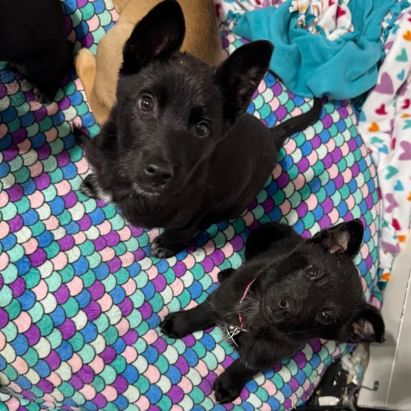 Earthworm thumbnail 2