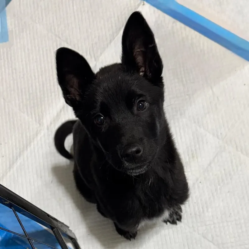 Earthworm thumbnail 3