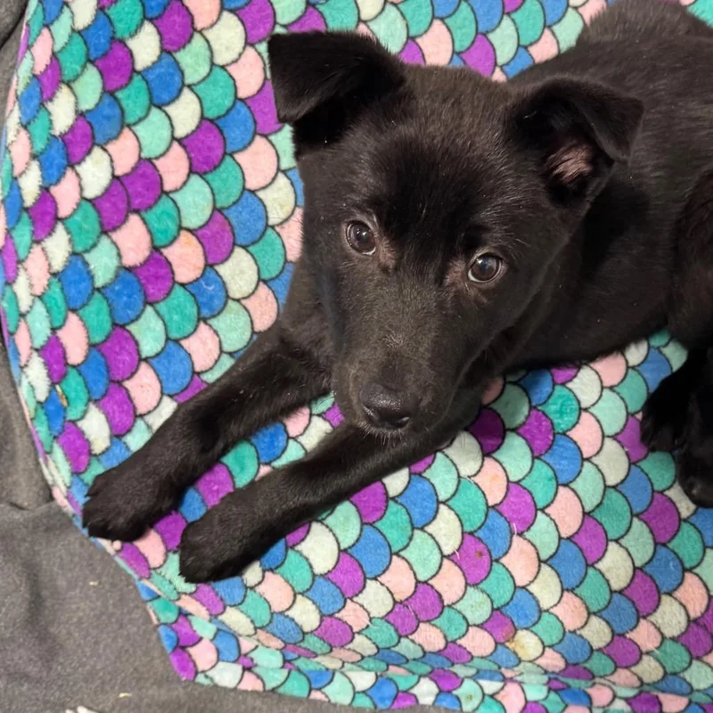 Earthworm thumbnail 4