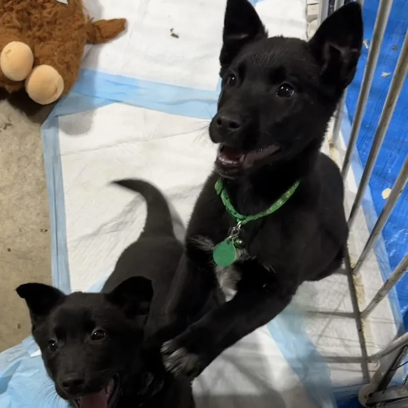 Earthworm thumbnail 5