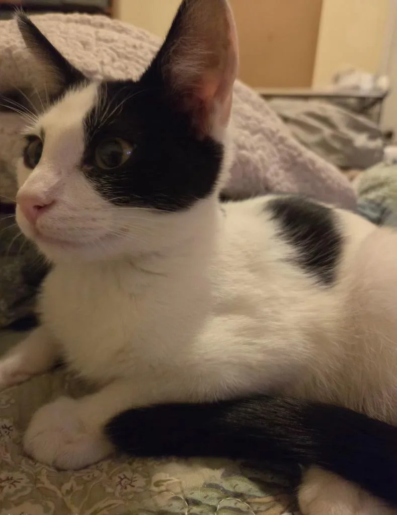 A baby medium-sized male Black & White / Tuxedo Domestic Short Hair cat named Splat for adoption in Pocatello, ID