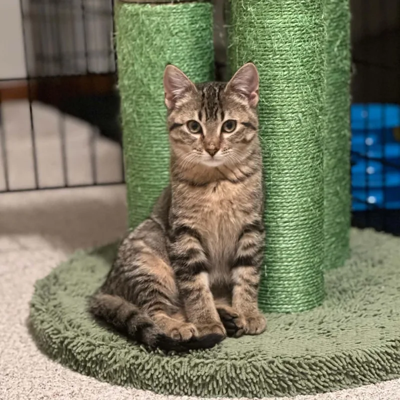 A baby medium-sized female Tabby (Brown / Chocolate) Domestic Short Hair cat named Elsie for adoption in Owatonna, MN