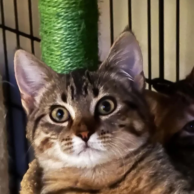 Elsie thumbnail 2