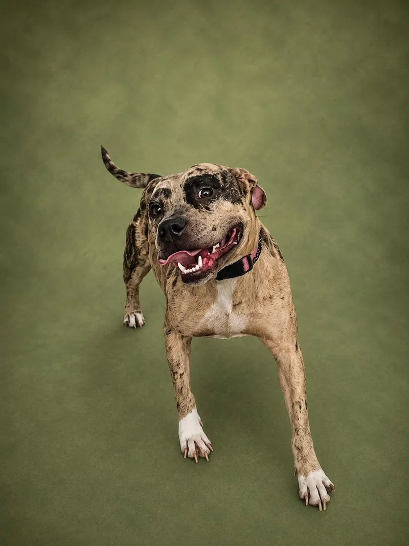 An adult medium-sized female Bicolor Pit Bull Terrier dog named Matcha for adoption in New Iberia, LA