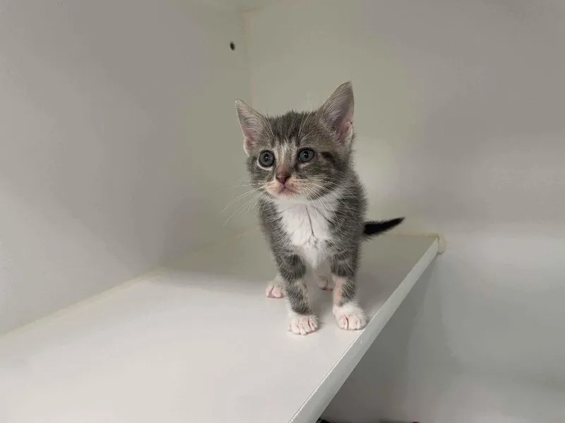 A baby large-sized female Domestic Short Hair cat named Harriet for adoption in Decorah, IA