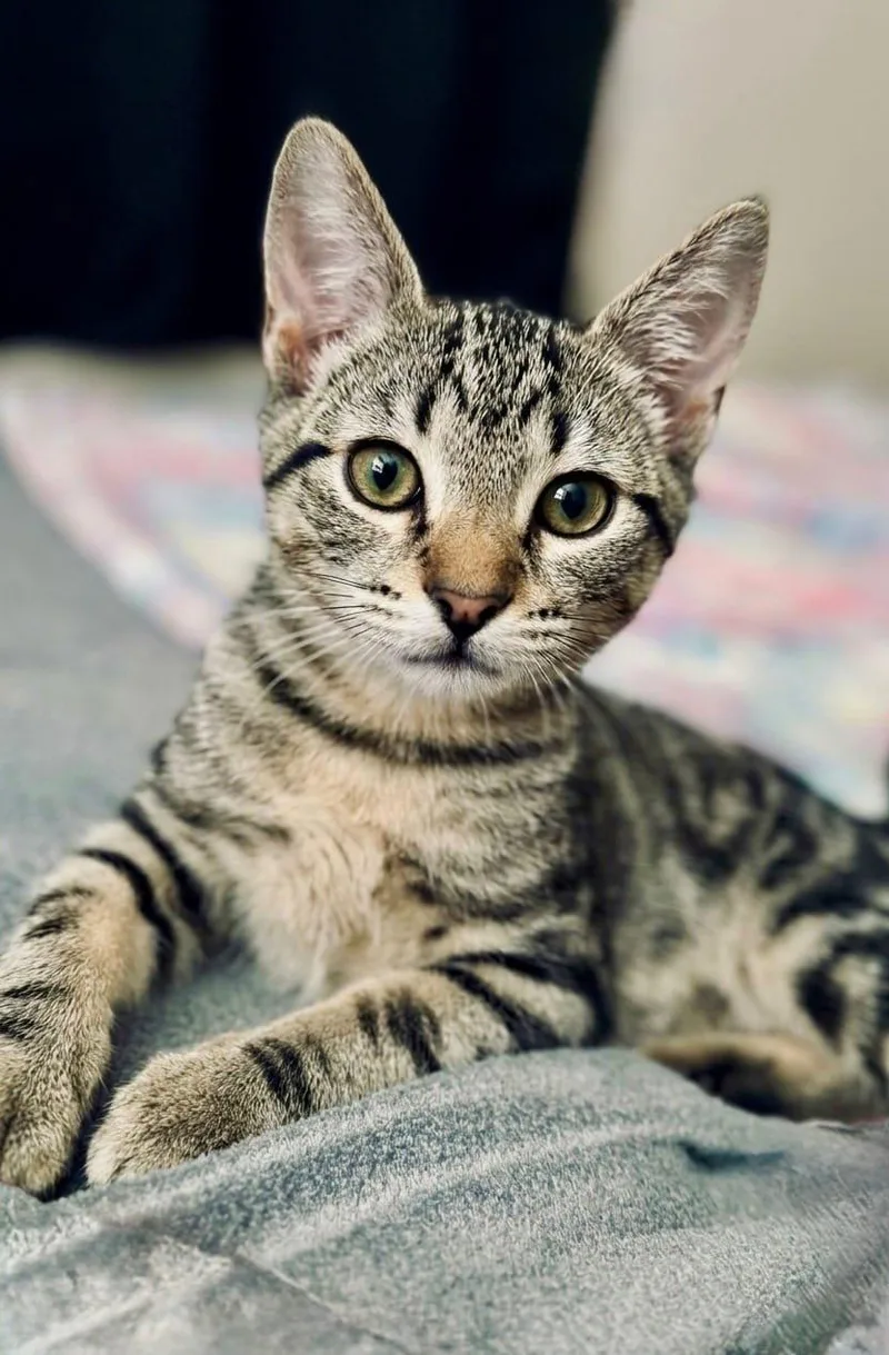 A young small-sized male Domestic Short Hair cat named Wally for adoption in Queen Creek, AZ