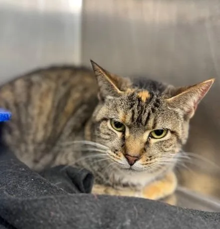 An adult medium-sized female Domestic Short Hair cat named Callie for adoption in Lunenburg, MA