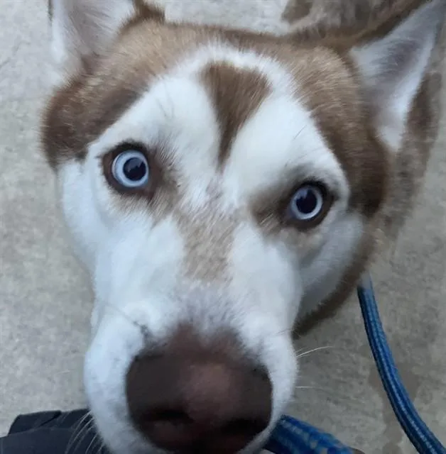 A young large-sized male Mixed Breed dog named Taco for adoption in Dallas, TX