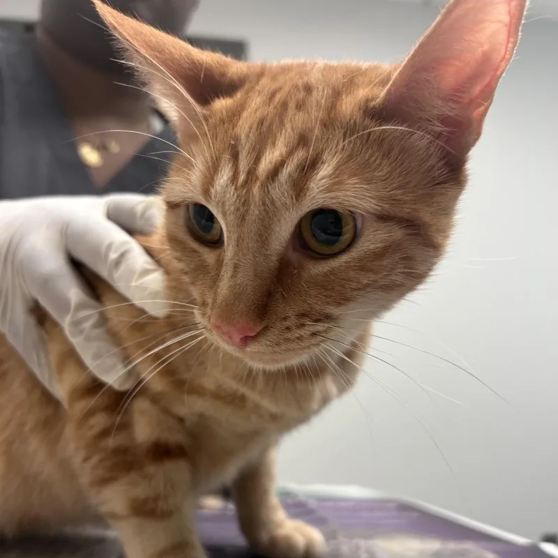 An adult medium-sized female Orange / Red Domestic Short Hair cat named Amethyst for adoption in Jacksonville, FL