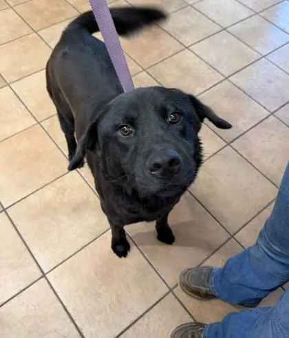 A young large-sized female Mixed Breed dog named Nyxie for adoption in Longmont, CO