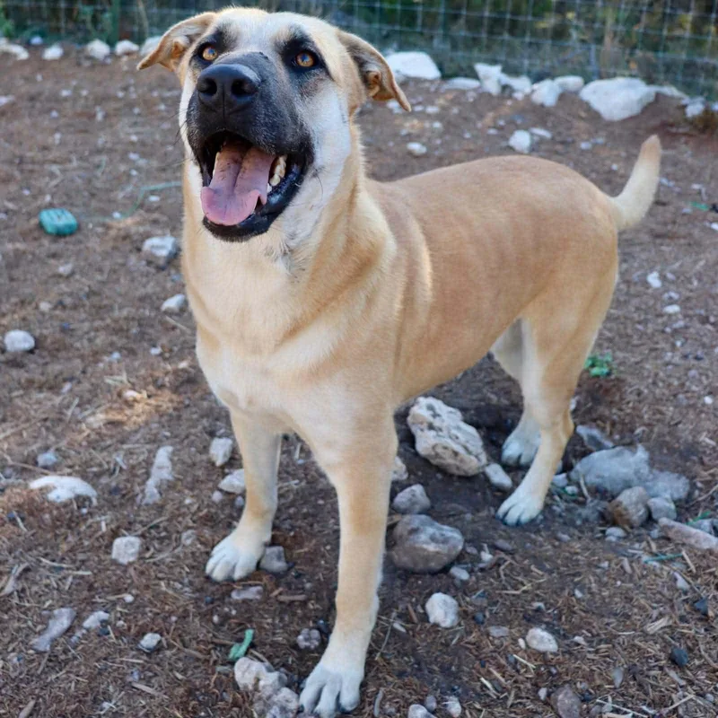 Hollyberry thumbnail 2