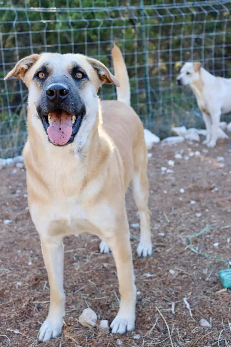 Hollyberry thumbnail 3