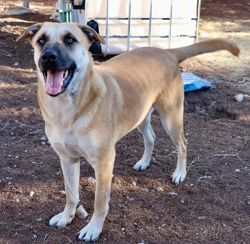 Hollyberry thumbnail 4