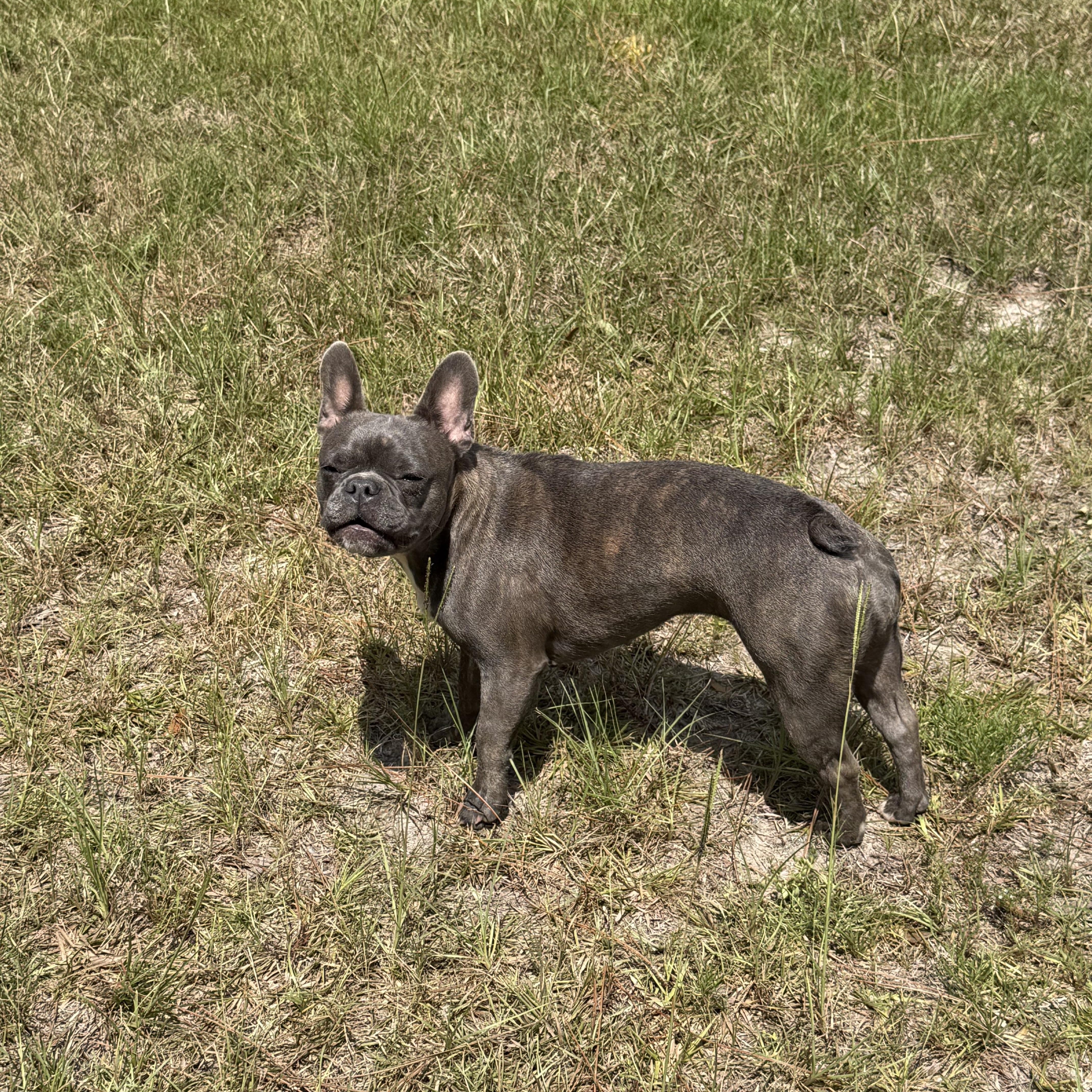 A baby small-sized female French Bulldog dog named Lily for adoption in Lucedale, MS