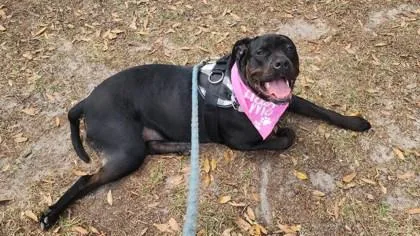 French Fry thumbnail 4