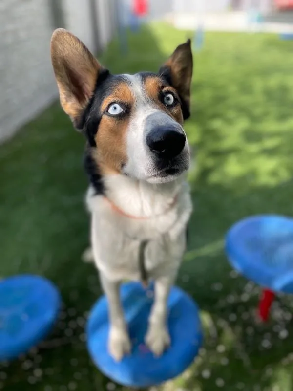 Suki