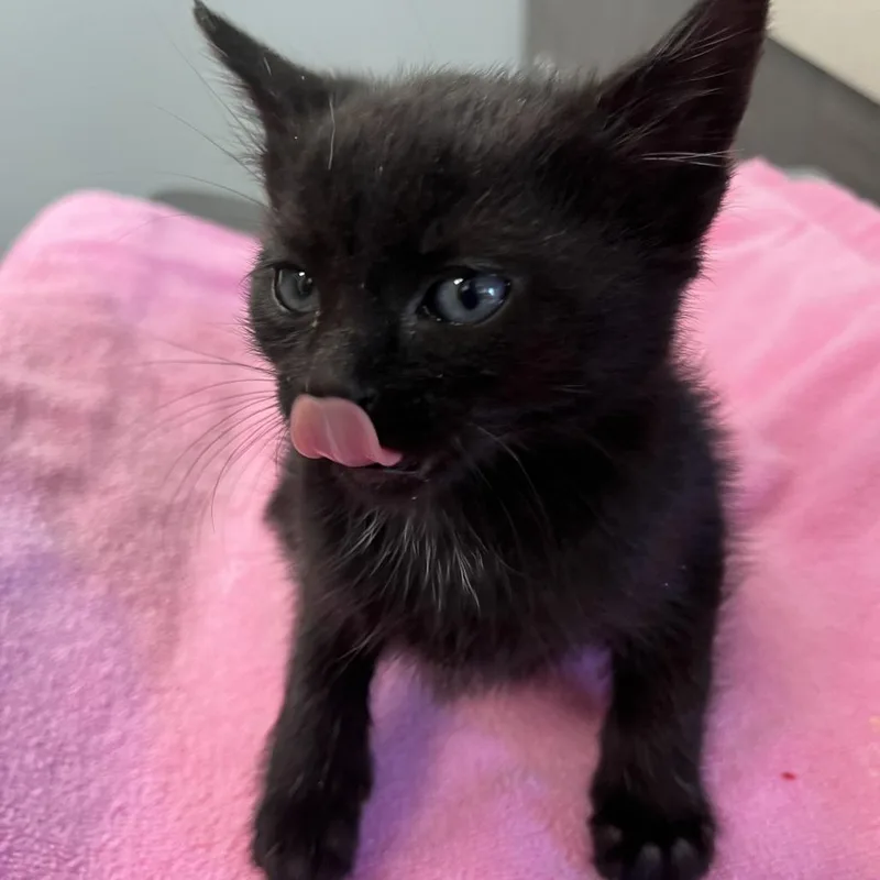 A baby small-sized male Black Domestic Short Hair cat named Miu Miu for adoption in Oak Park, IL