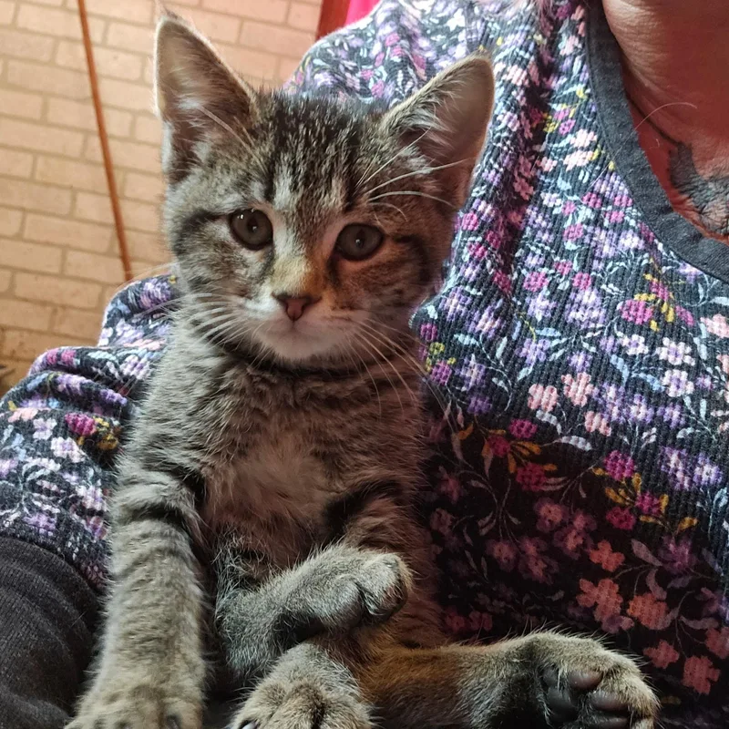 A baby small-sized female Domestic Short Hair cat named Daisy for adoption in Dyer, IN
