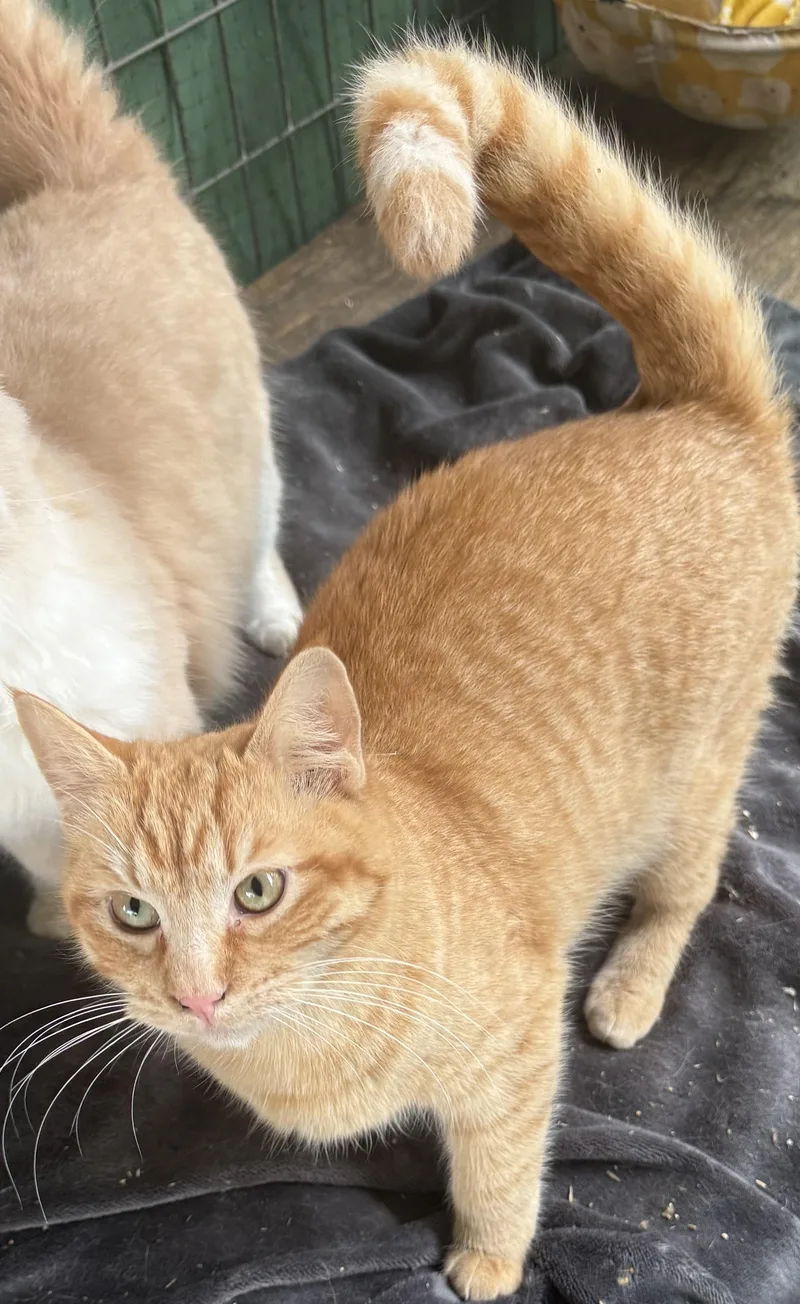 Tangerine thumbnail 2