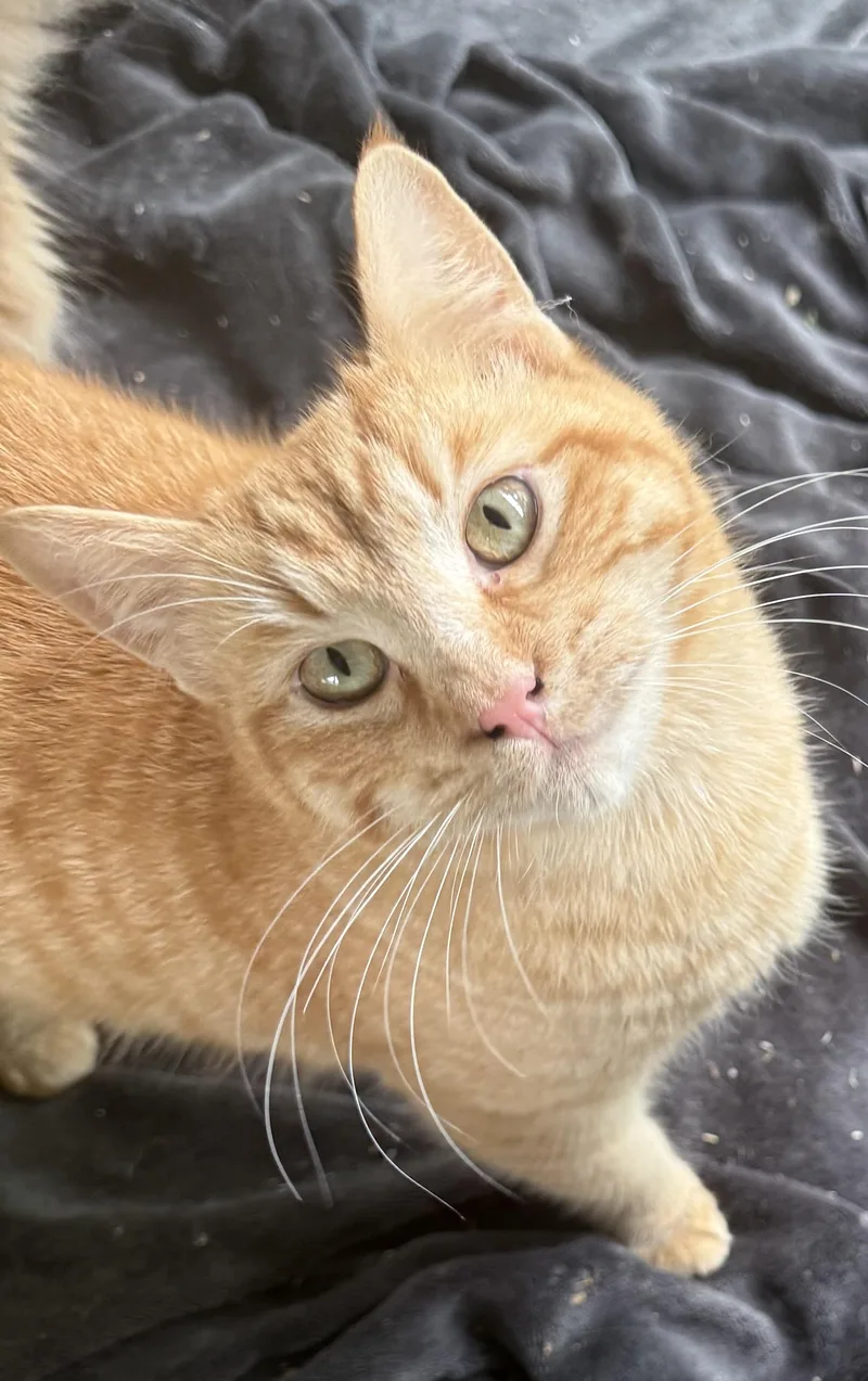 A young medium-sized male Domestic Short Hair cat named Tangerine for adoption in Dunnigan, CA