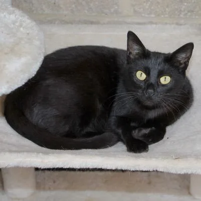 A young medium-sized female Black American Shorthair cat named Mulan for adoption in Birmingham, AL