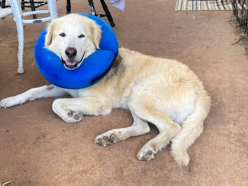 An adult large-sized male White / Cream Great Pyrenees dog named Oliver for adoption in Kiowa, OK