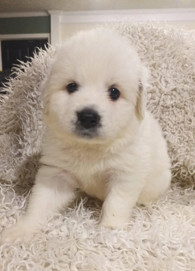 Jasmine  Disney Litter