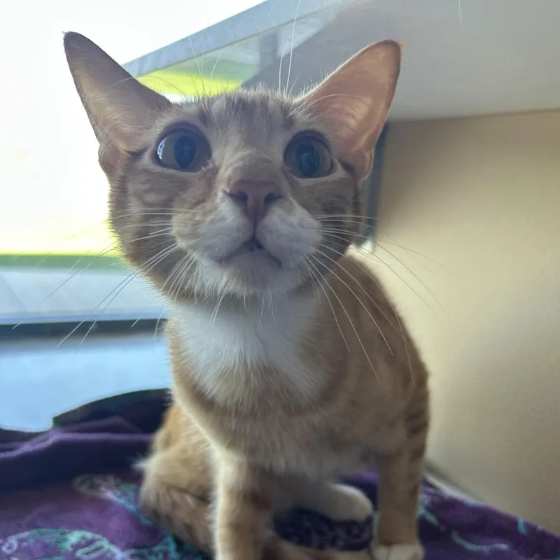 An adult small-sized male Orange / Red Domestic Short Hair cat named Saint for adoption in Leander, TX