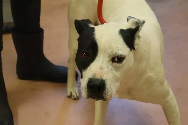 An adult large-sized female Mixed Breed dog named Dew Drop for adoption in Columbia, SC