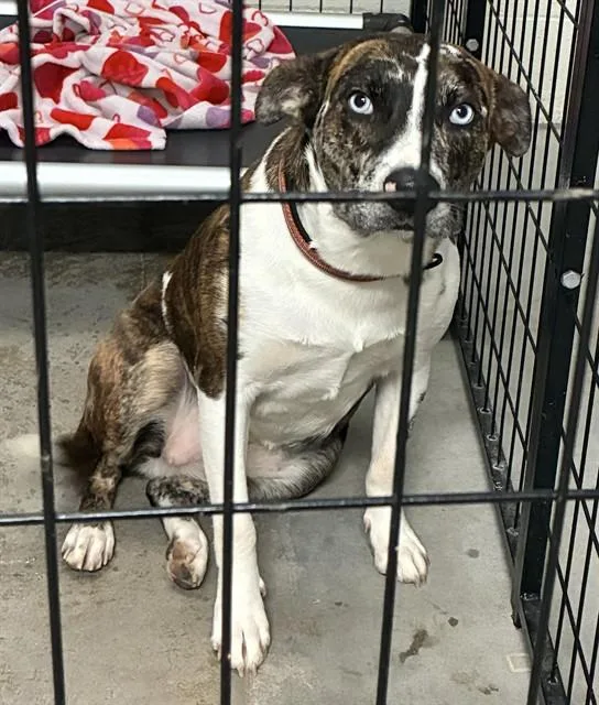 Arcadia