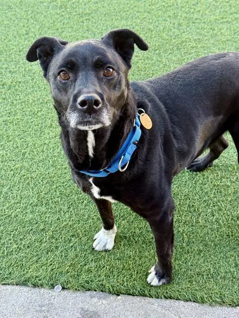 An adult large-sized female Mixed Breed dog named Bailey for adoption in Dallas, TX