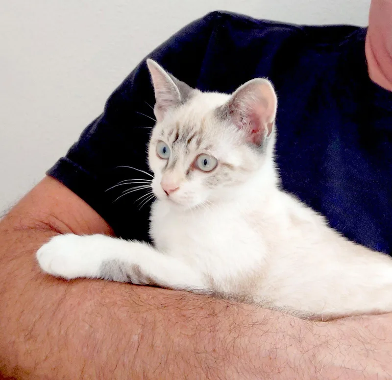 A baby medium-sized female Siamese cat named Sylphy for adoption in Alameda, CA