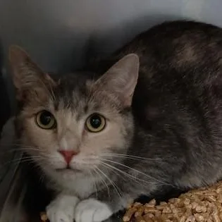 An adult medium-sized female Dilute Calico Domestic Short Hair cat named Pudding for adoption in Athens, GA