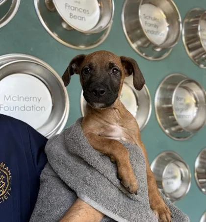A baby small-sized male Mixed Breed dog named Ray for adoption in Honolulu, HI