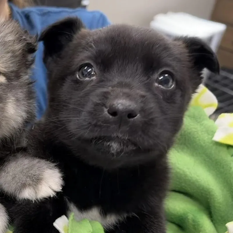 A baby small-sized female Black Siberian Husky dog named Celexa for adoption in Detroit Lakes, MN